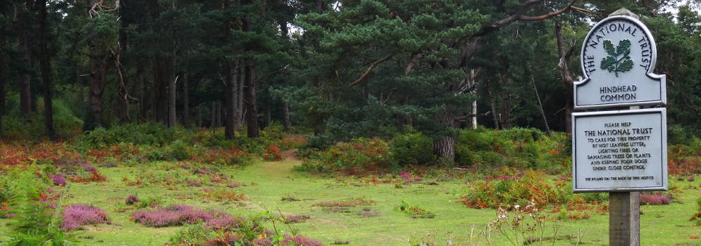 Landschap van de Hindhead Commons in Engeland