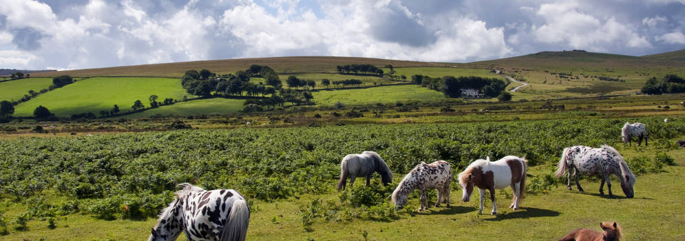 Pony's in Dartmoor